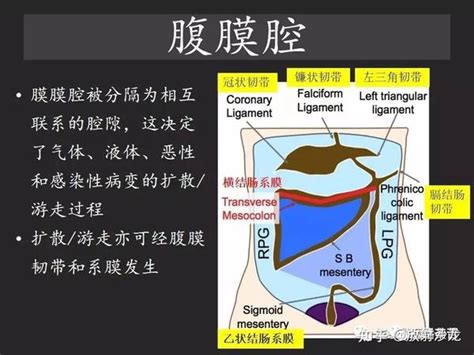 胃肠穿孔气从哪里来通过腹膜解剖确定穿孔部位 知乎