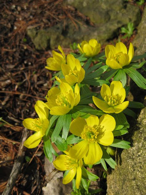 Eranthis hyemalis bouquet | Rotary Botanical Gardens