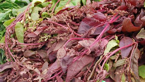 Orach – Westfield Area CSA