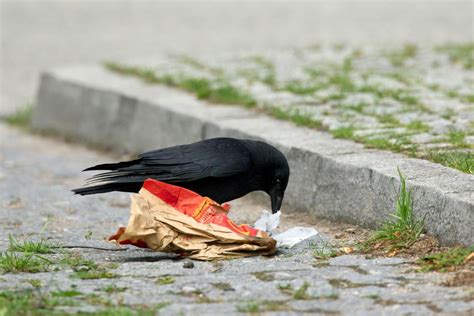 Pozor redarji z 80 evri globijo za odvržene cigaretne ogorke ali