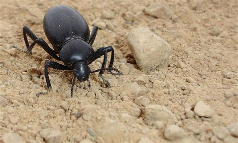 Darkling Beetle - San Francisco Zoo & Gardens