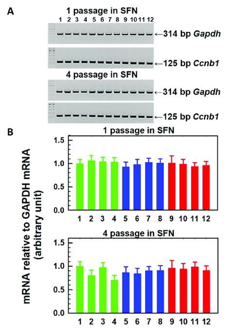 Figure S4 Changes In The Relative Gene Expression Of Ccnb1 For Cyclin