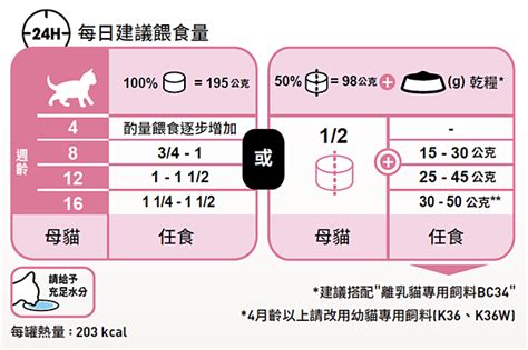 奶貓照顧攻略：新手飼主必讀幼貓餵食時間和飲食重點 陳郁晴 專業獸醫