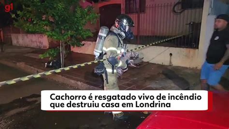 Cachorro Se Esconde Atr S De Geladeira E Resgatado Vivo De Inc Ndio