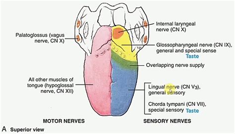 Innervations Of Tongue Medizzy