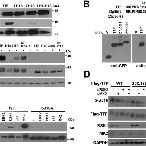 Generation Of Ttp Knockout Raw Cells A The Homozygous And