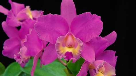 cattleya turtle pond