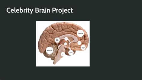 Celebrity Brain Project By Dhruv Patel On Prezi