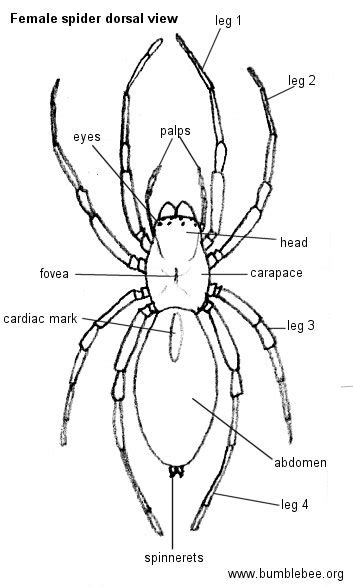 Spider Anatomy Diagram