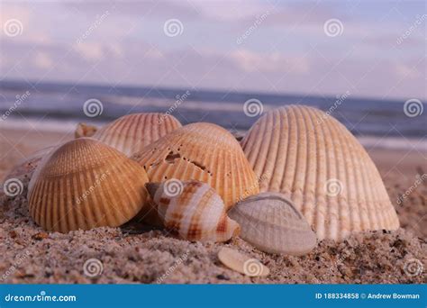 The Seashells On The Beach Of The Atlantic Ocean At Emerald Isle Nc