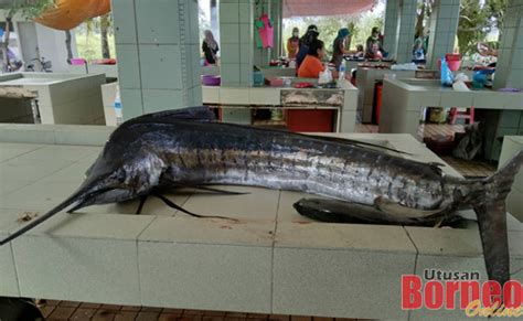 Gambar Ikan Layar Pulp