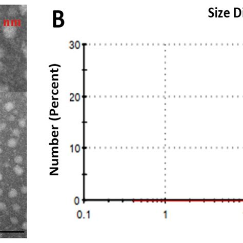 Assembly And Characterization Of VLPs From Purified VP2 Protein A