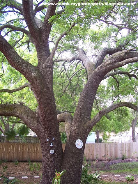 My Garden Path: Loving My Live Oaks