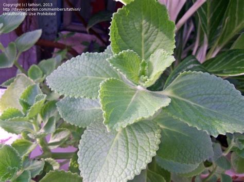 Plantfiles Pictures Spanish Thyme Cuban Oregano Indian Borage