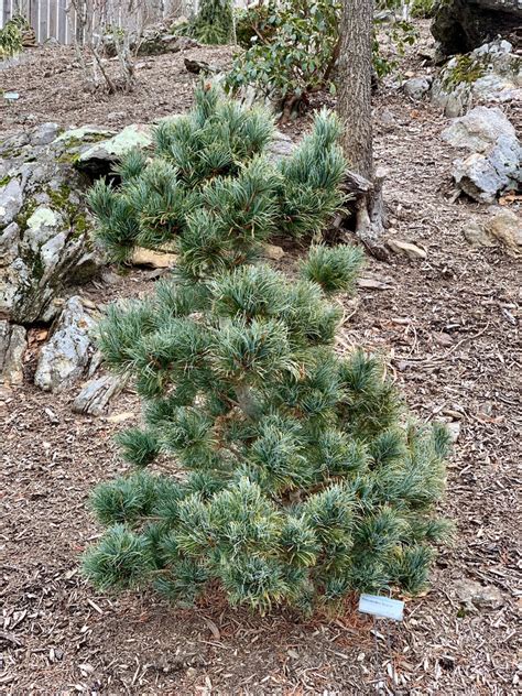 Buy Pinus Parviflora Bergman Japanese White Pine Tree Mr Maple │ Buy Japanese Maple Trees