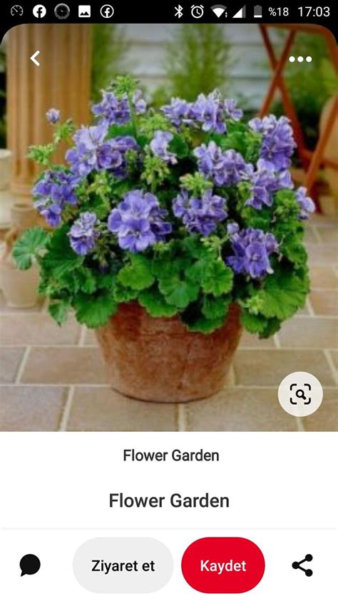 Pin De Elizabeth Katherine Jimenez Ve En Plantas Y Jardines Cultivo