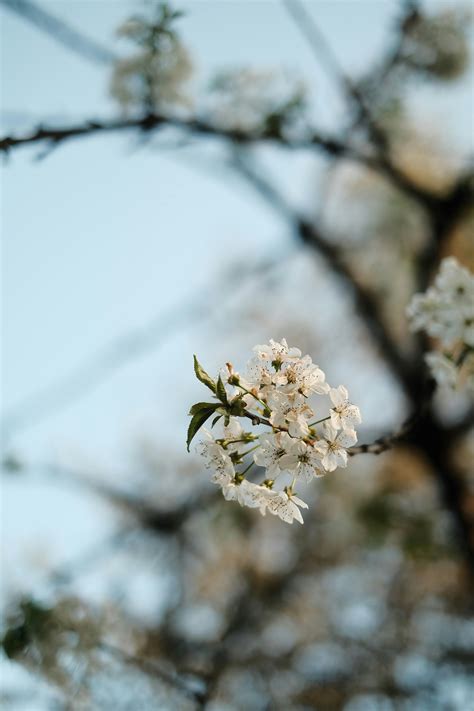 831946 Fotos Y Imágenes De Flores Sin Fondo Gratis · Banco De Fotos