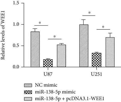 Wee1 Is Targeted By Mir 138 5p At The 3′ Utr A Prediction Of Wee1