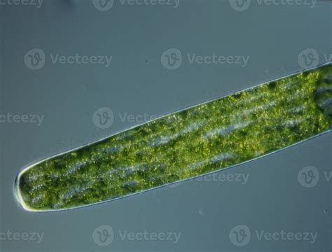 Green algae at high magnification under the microscope 12871645 Stock Photo at Vecteezy