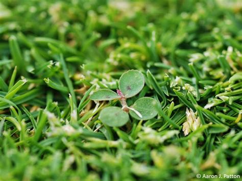 Prostrate Spurge | Purdue University Turfgrass Science at Purdue University