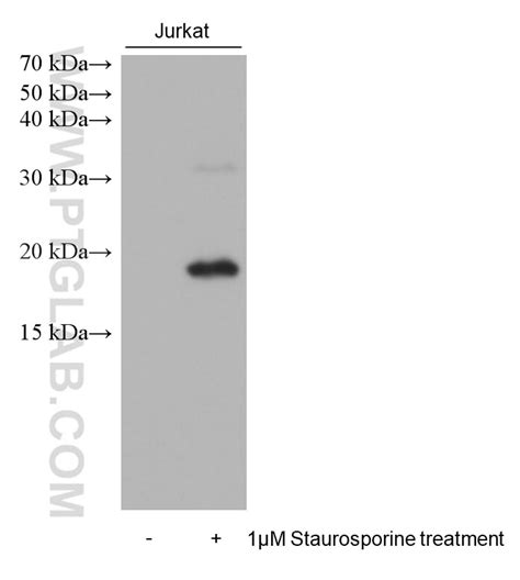 Cleaved Caspase P Antibody Ig Proteintech