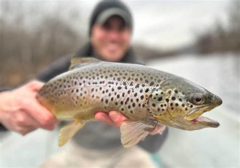 Understanding The 3 Types Of Trout Streams And How To Fish Them