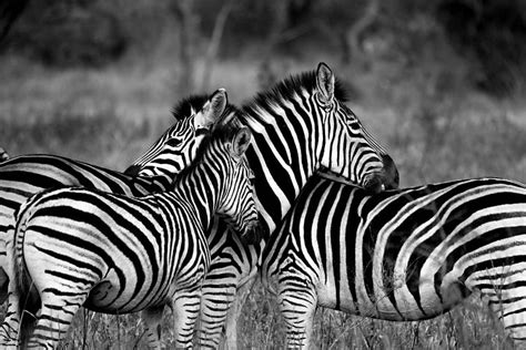 Facts About Zebra In Hindi