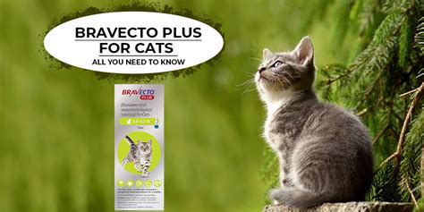 Bravecto Plus For Cats All You Need To Know Canadavetcare Blog