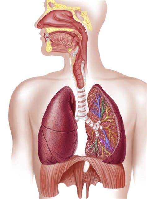 Respiratory Labelling Diagram Quizlet