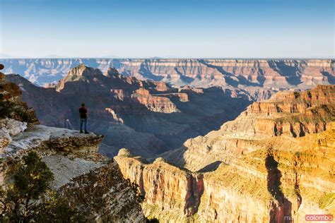 Man Looking At View Bright Angel Point Grand Canyon Usa Royalty