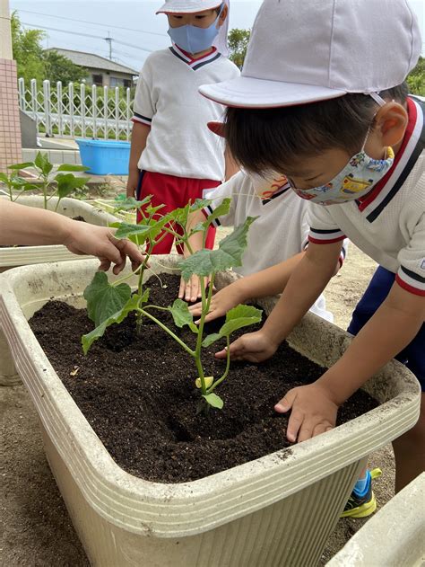 夏野菜の苗を植えました！ 学校法人麻生学園 藤ヶ丘幼稚園