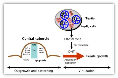 Sexual Differentiation Endotext Ncbi Bookshelf