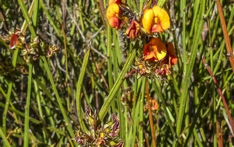 Daviesia Alata Australian Plants Society