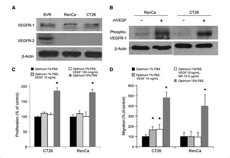 Vegfr Expressions By Cancer Cells A Western Blot Analysis For Vegfr 1 Download Scientific