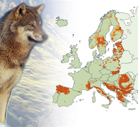 Situation Loup Sur Le Territoire Fran Ais Oncfs Le Loup En France