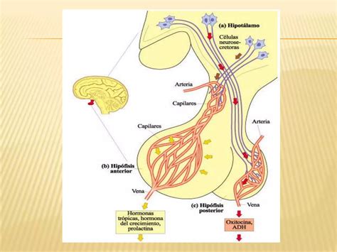 Hormonas Hipofisiarias E Hipotal Micas Ppt