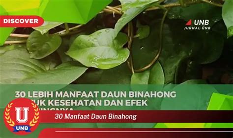 Intip 6 Manfaat Daun Binahong Yang Jarang Diketahui