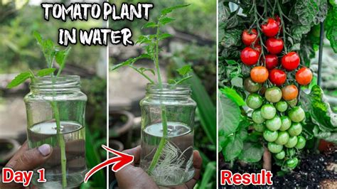 Easiest Way To Grow Tomatoes At Home Propagate Tomato From Cutting In Water Youtube