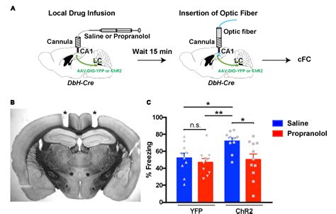 Activation Of A Locus Coeruleus To Dorsal Hippocampus Noradrenergic