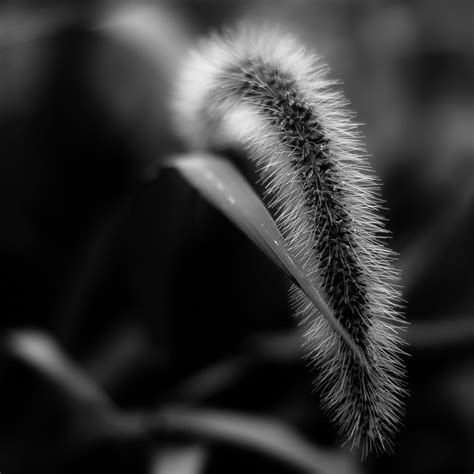 Marshland Grasses 012 | Marshland, Grass, Photography