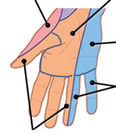 ANAT 392 Lecture 20 The Hand Flashcards Quizlet