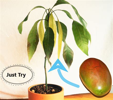 List Pictures How To Grow A Mango From The Pit Stunning