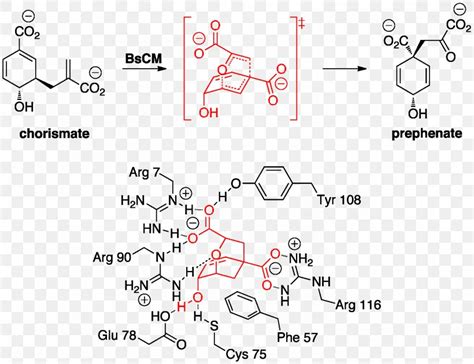 Claisen Rearrangement Chorismate Mutase Rearrangement Reaction