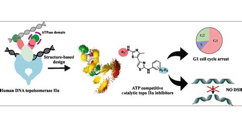 Dna Replication Topoisomerase Function