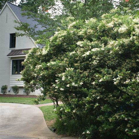 Waxleaf Privet Hedge For Sale Fast Growing Trees