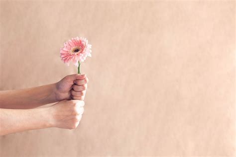 Woman Hands Holding A Single Pink Daisy Flower Against The Bright Paper