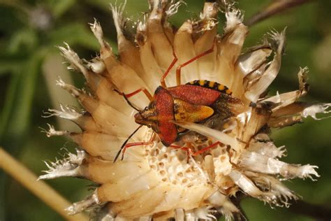 Black Shouldered Shieldbug From Poppendorf Sterreich On July