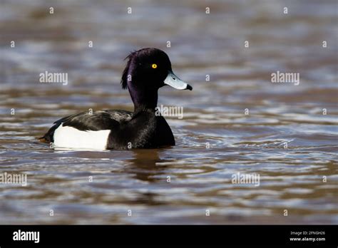 Male Of Tufted Duck Aythya Fuligula Stock Photo Alamy