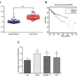 The Mir P Was Significantly Upregulated In Human Hcc Sample