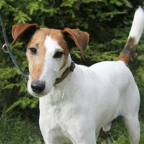 Salut Ich Bin Fox Terrier Charly Urspr Nglich Komme Ich Aus